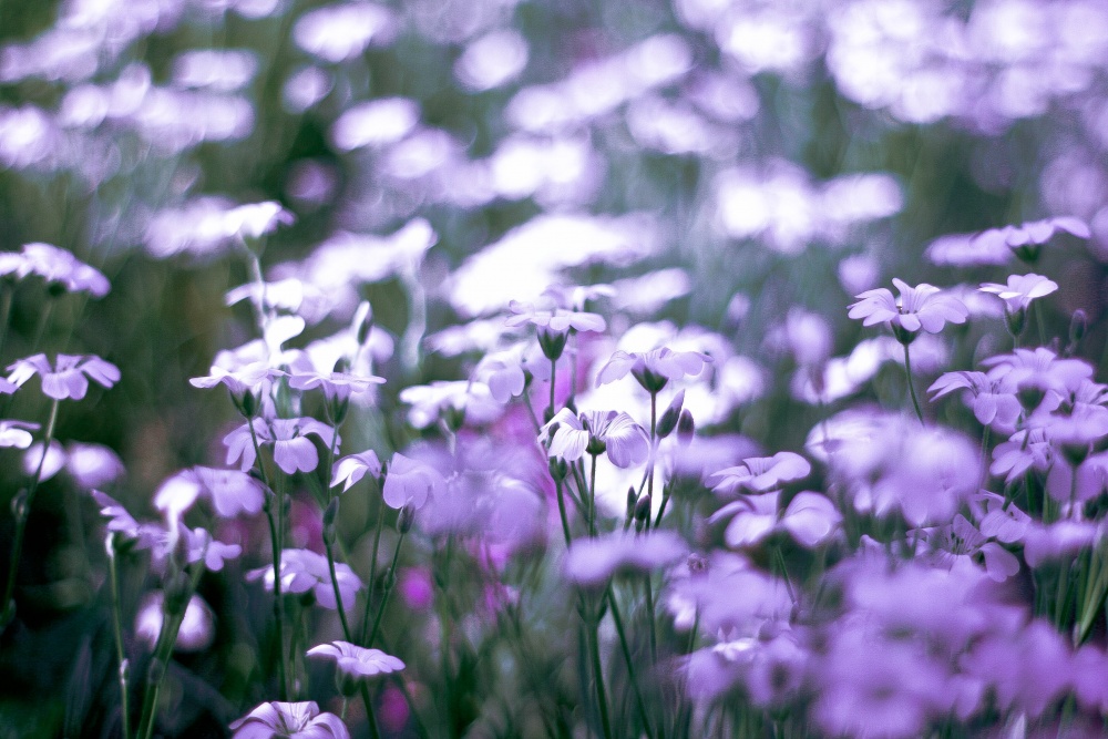 ...почти лавандовые поля... :)