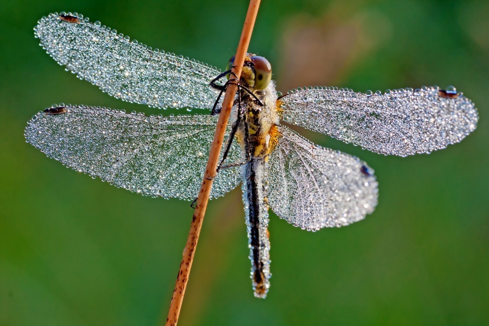 утренний наряд