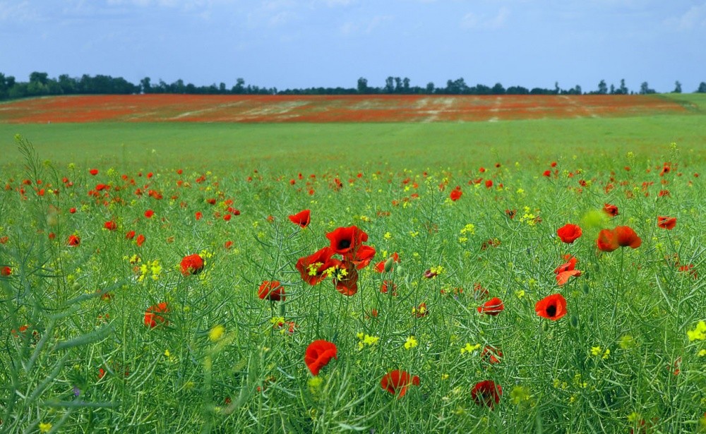 Крымская июньско-степная