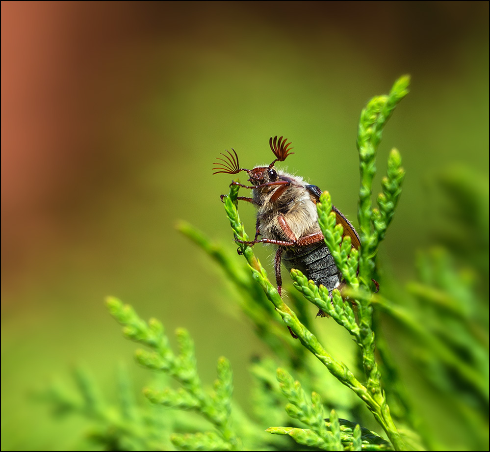 Майский жук