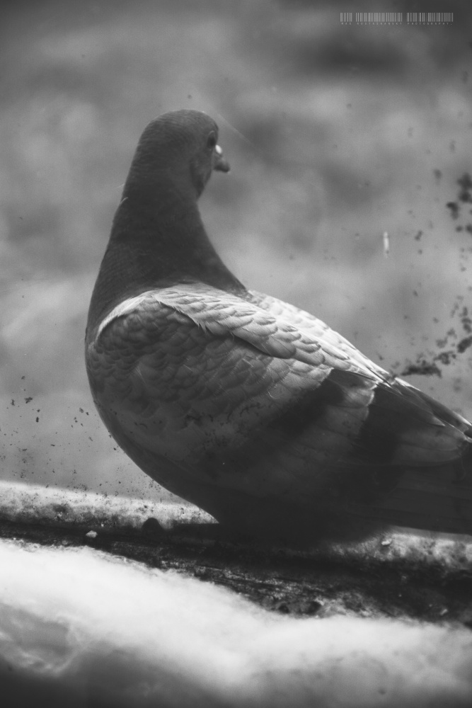 одинокий голубь