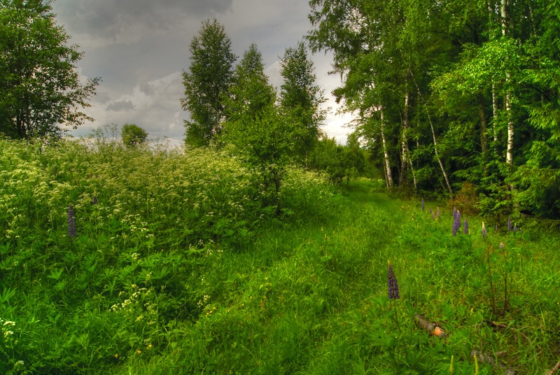 Лесная прогулка