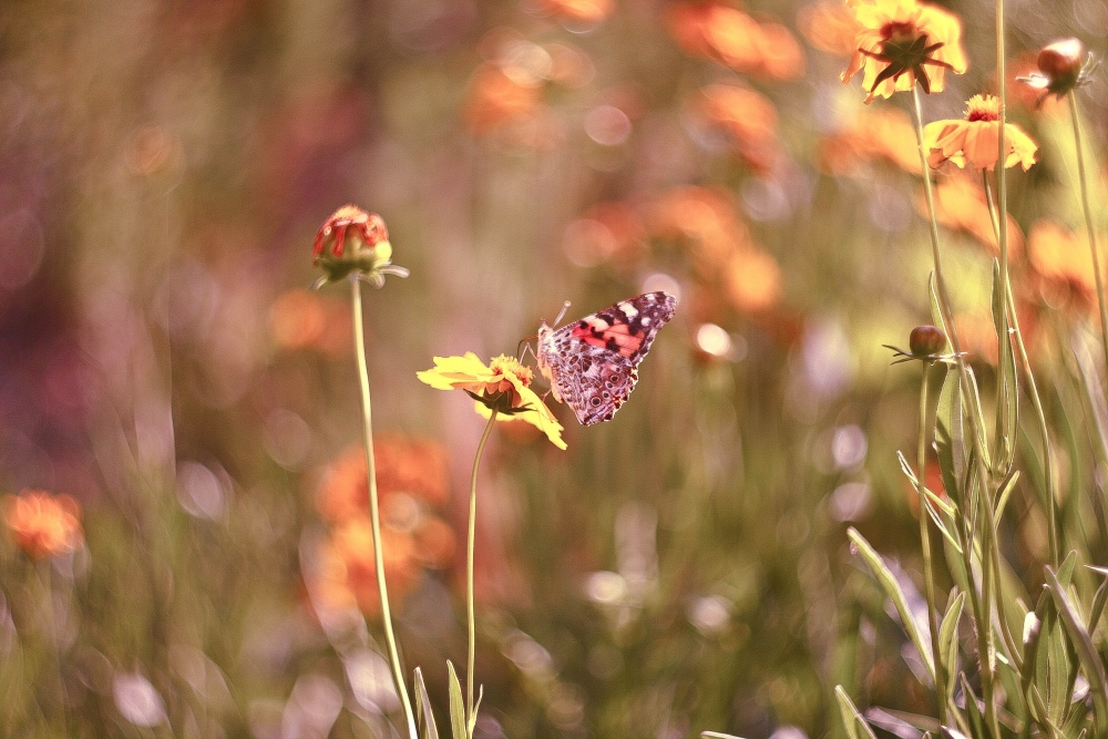 про бабочку и солнечные зайчики..
