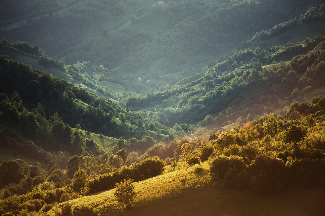 Июньский двуколор