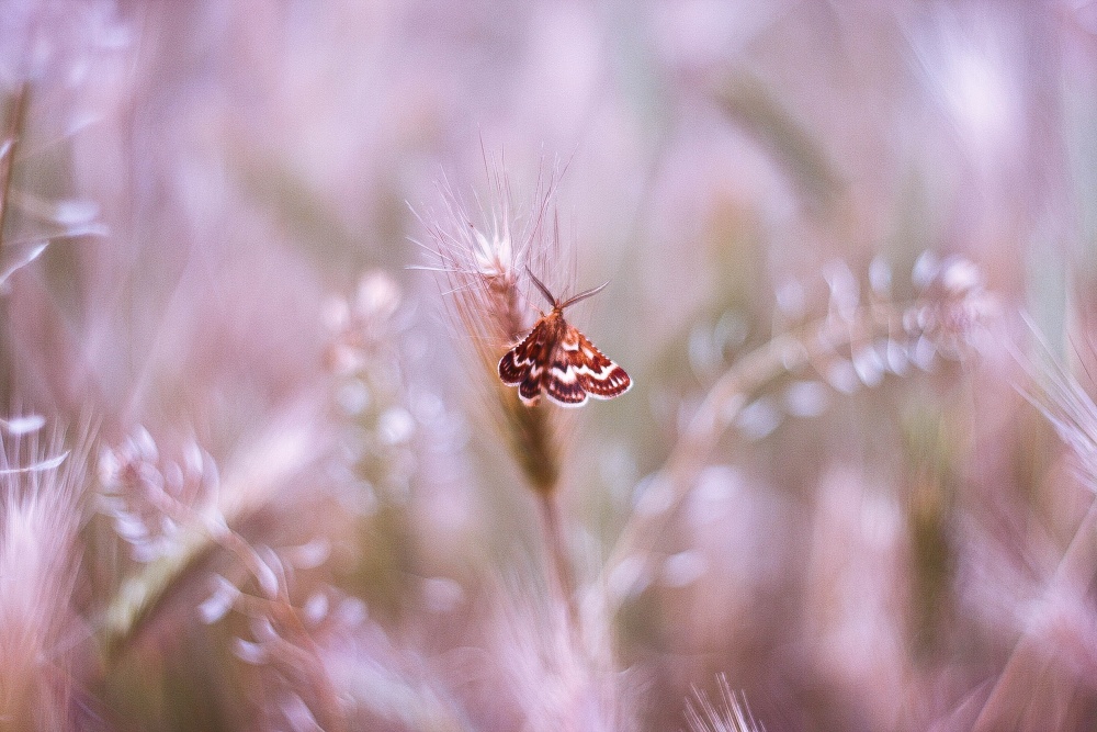 в своем мире...