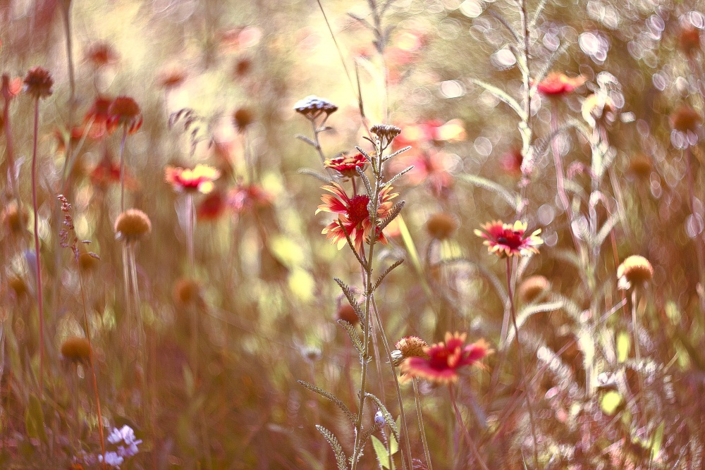 летнее настроение :)