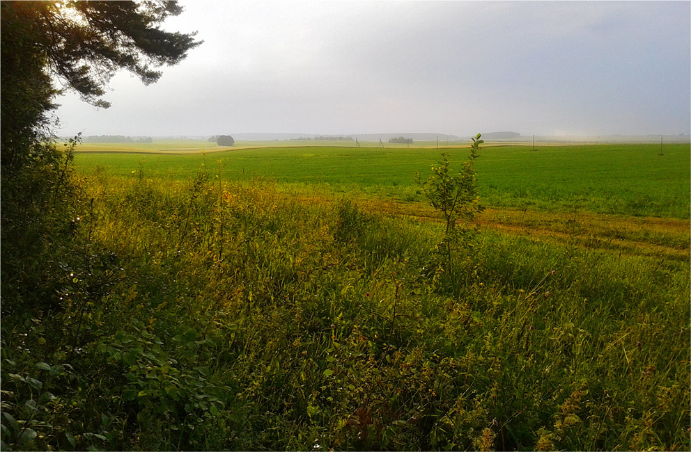 После дождя