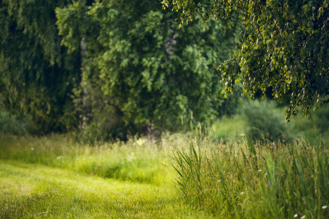 Про зеленый июнь