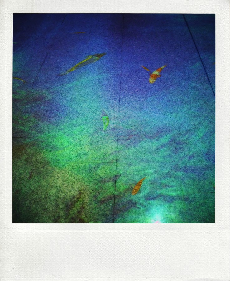 Я с почтовыми рыбами шлю тебе знак I