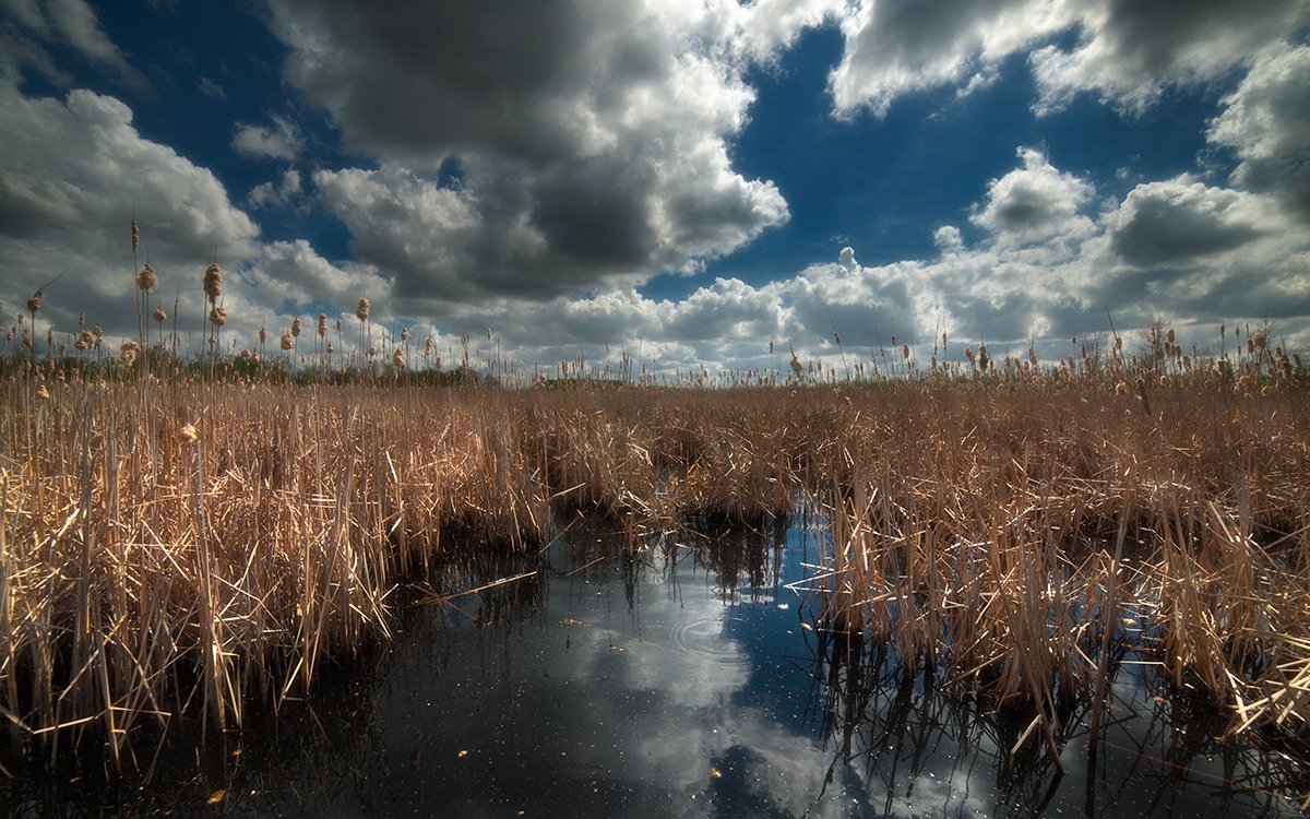 a swamp is a swamp ...is a swamp