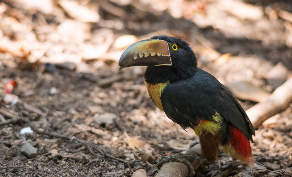 blade beak (Collared Aracari)