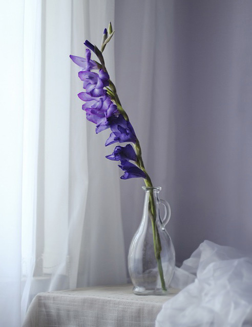 С гладиолусом...