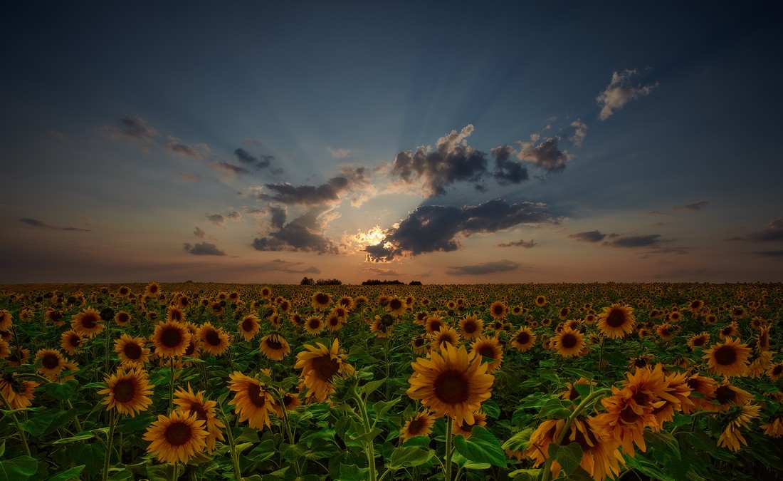 Этюд с подсолнухами