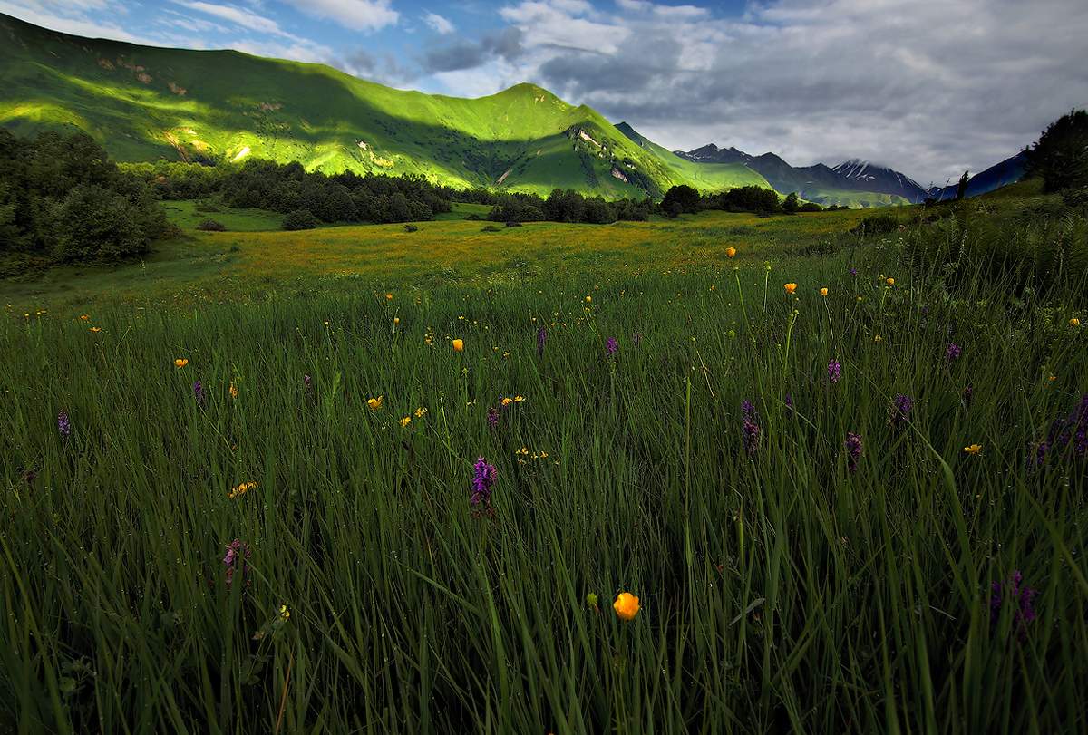 утренняя роса