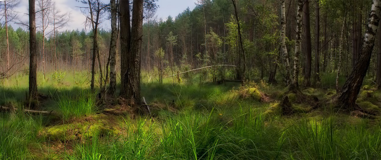 Лесное болотце
