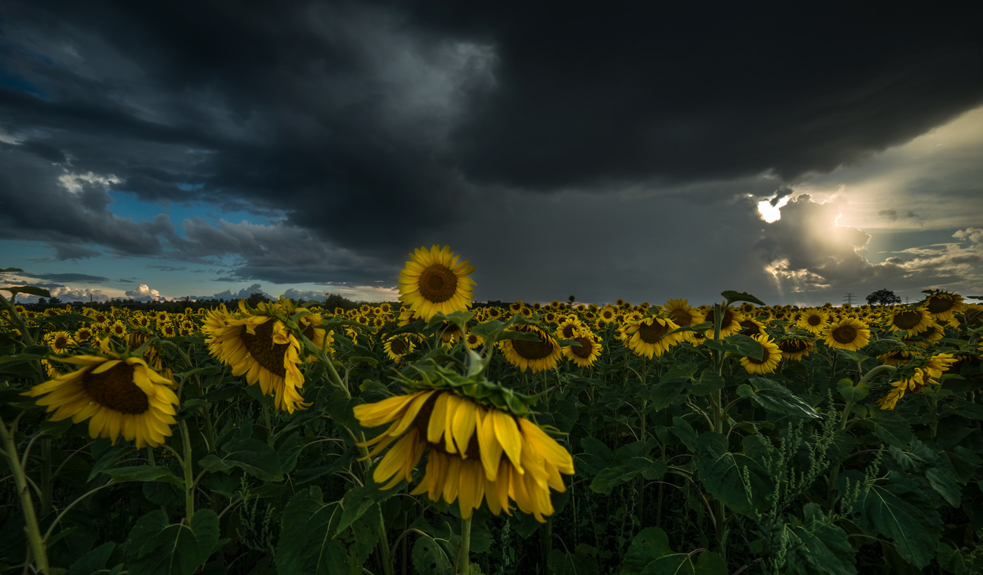 (SF) Galetta Side Rd