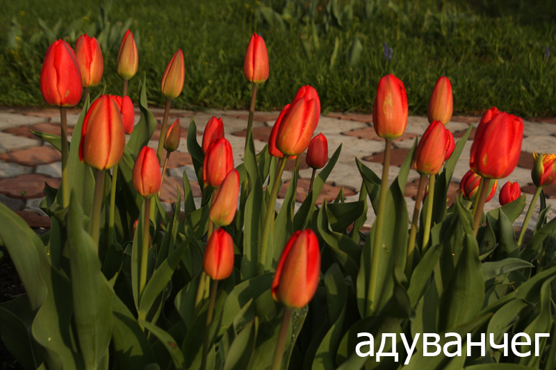 Вестники весны