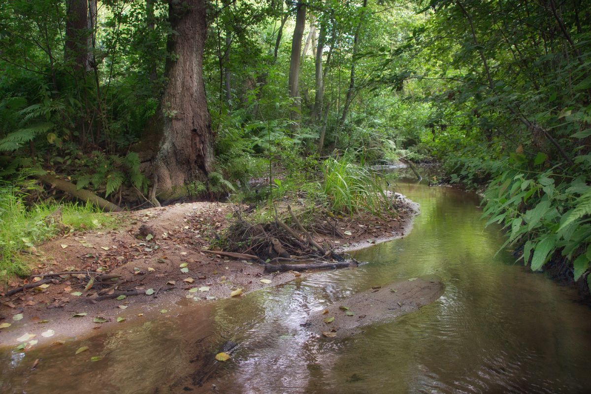По родным лесам