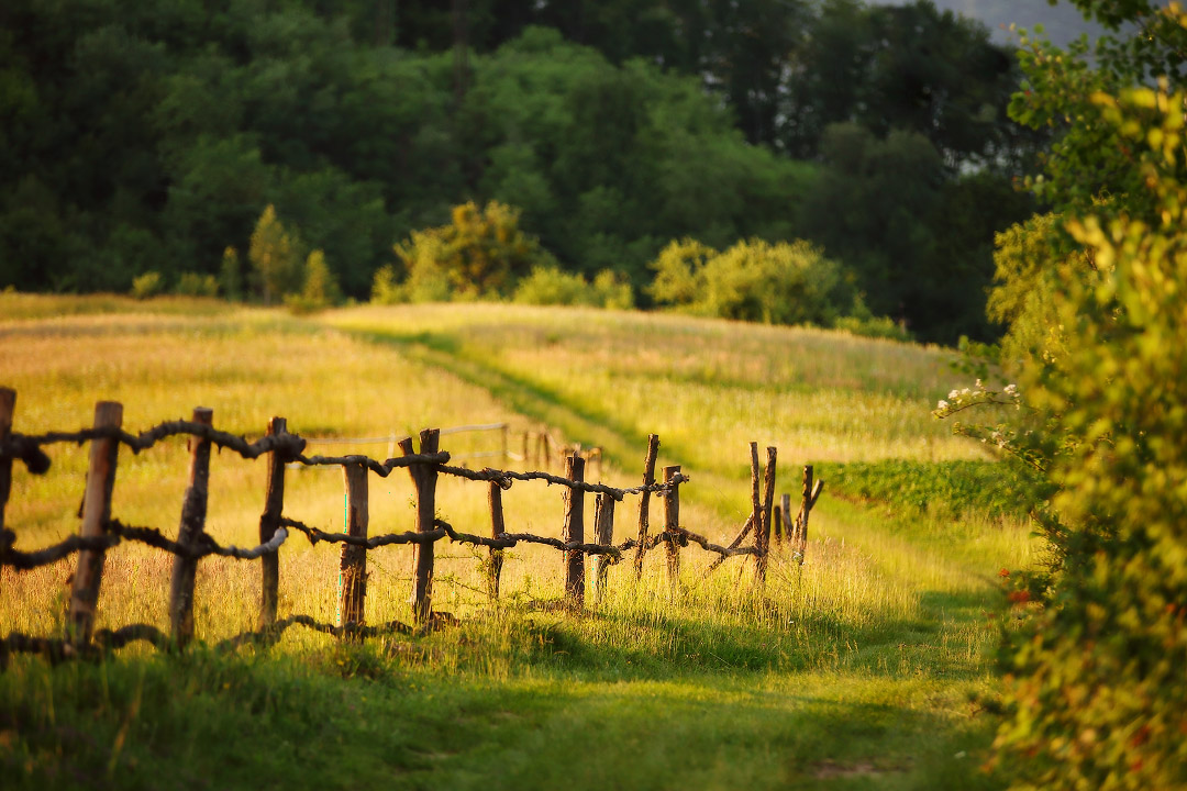 В вечернем свете