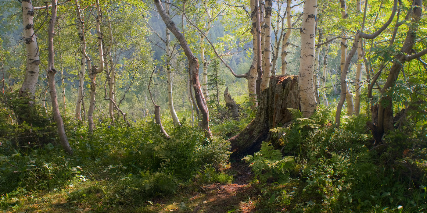 Лесная сказка