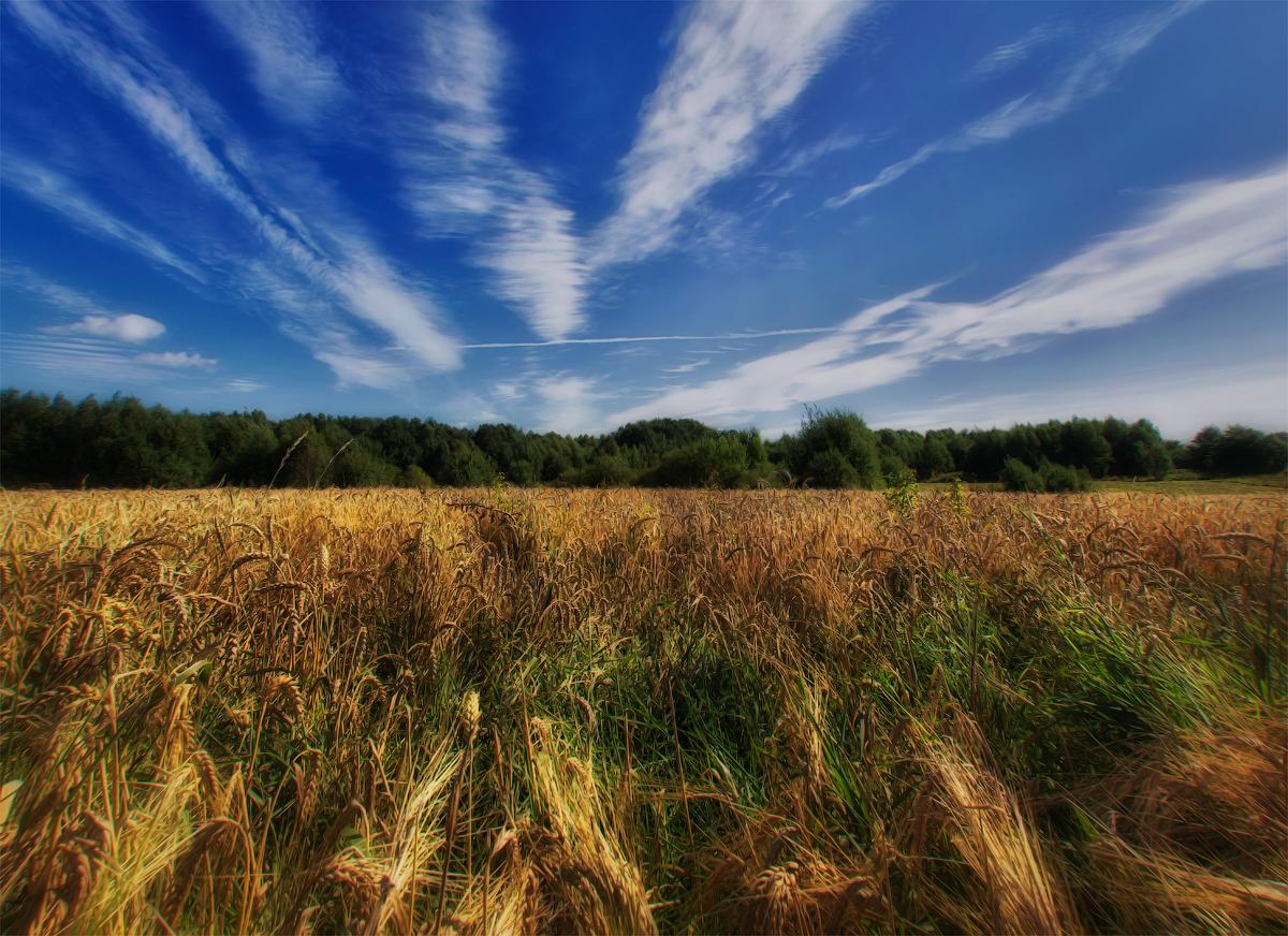 И будет хлеб