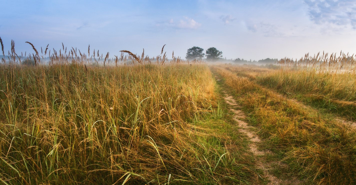 Утро на заливном луге