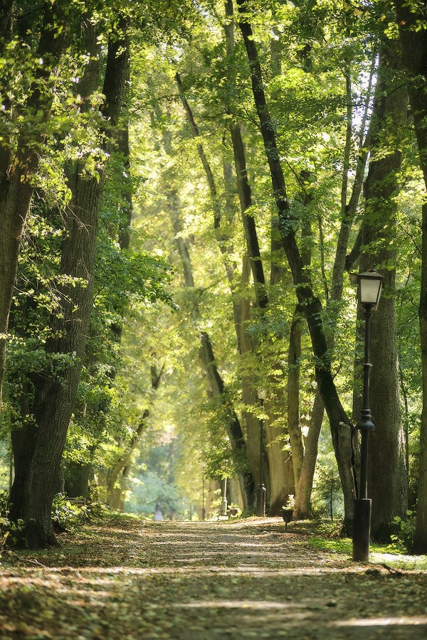 О старом несвижском парке в сентябре