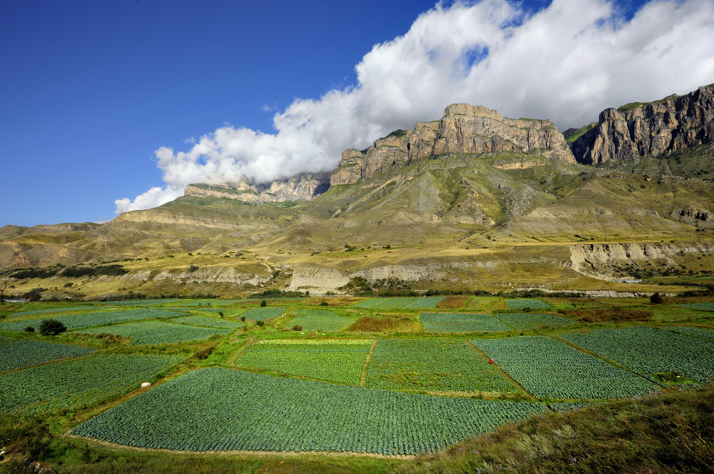 Капустный рай