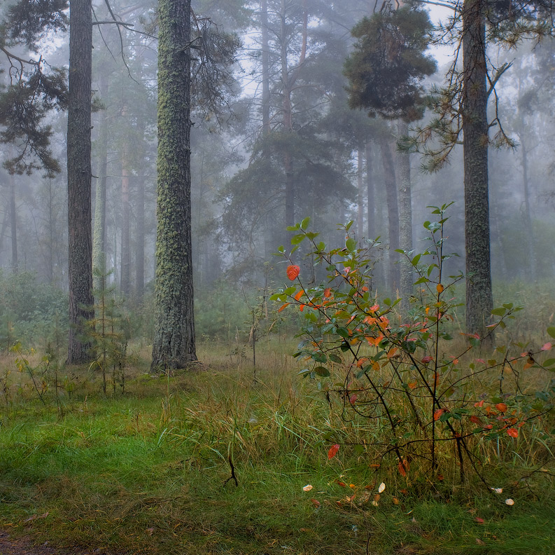 Лесной этюд