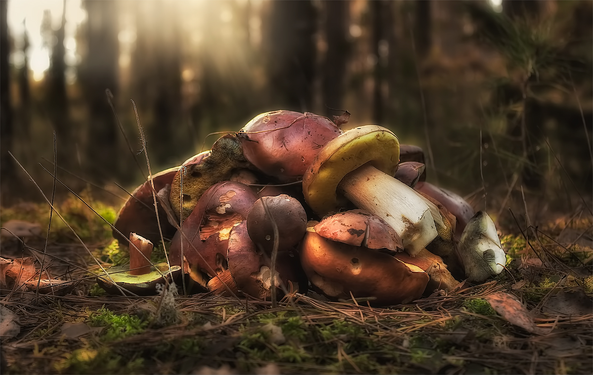 Натюрморт Леса