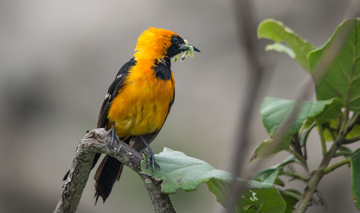Hooded Oriole (Масковый цветной трупиал)