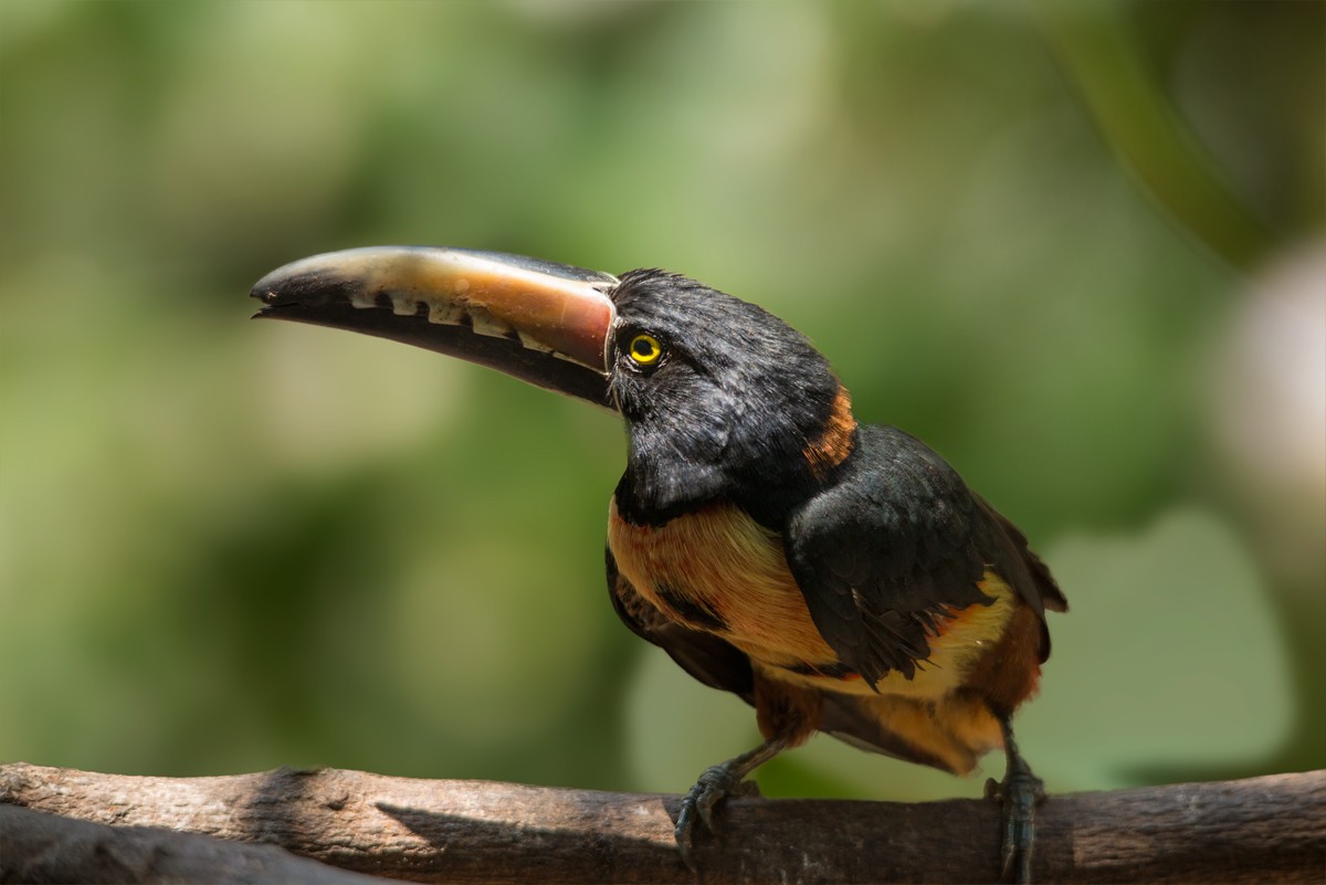 Collared Aracari