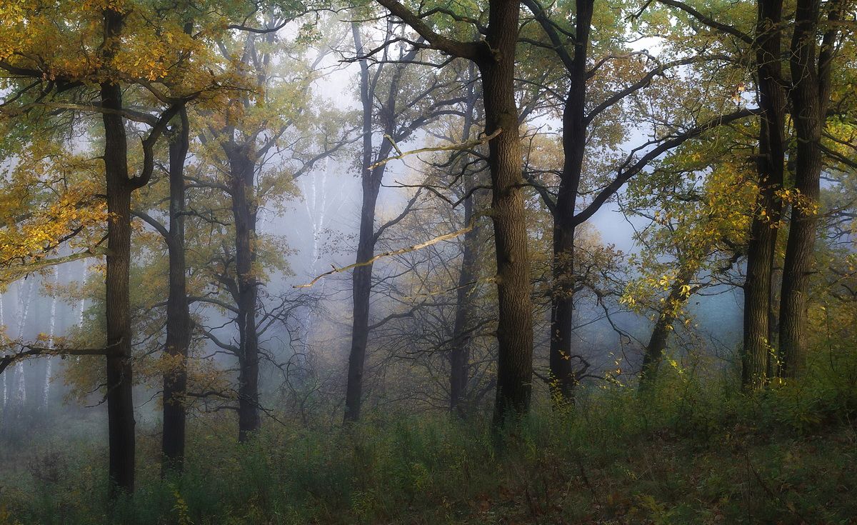 утро в ярах