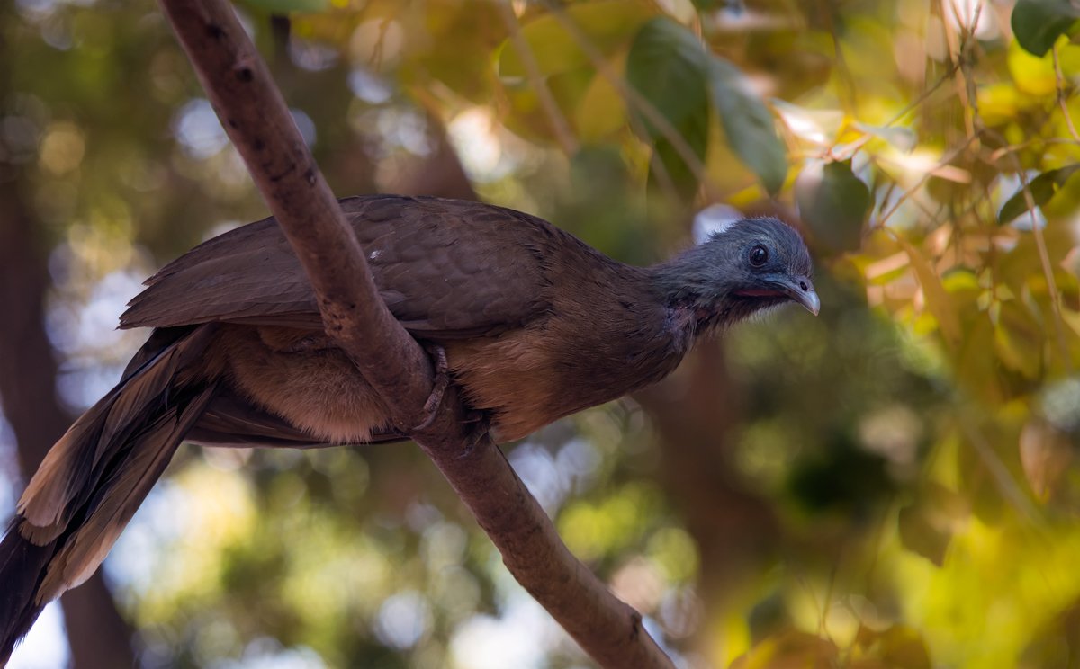 Grey-Headed Chachalaca (Сероголовая чачалака)