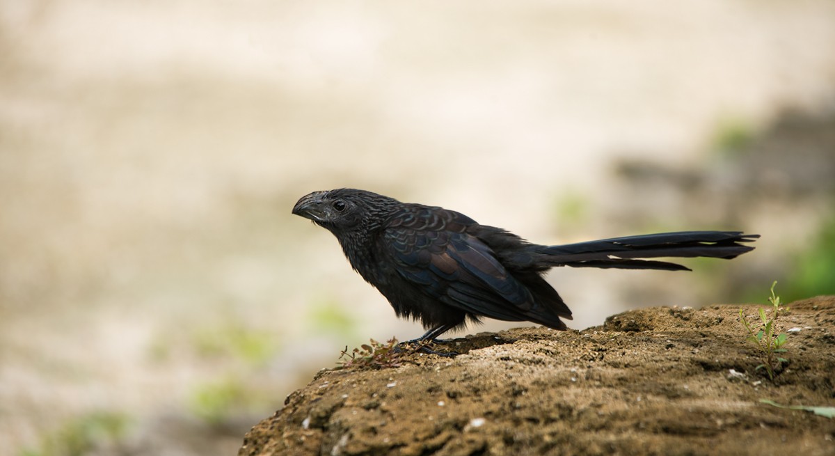 Groove-billed Ani