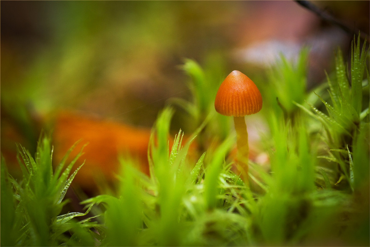 Октябренок