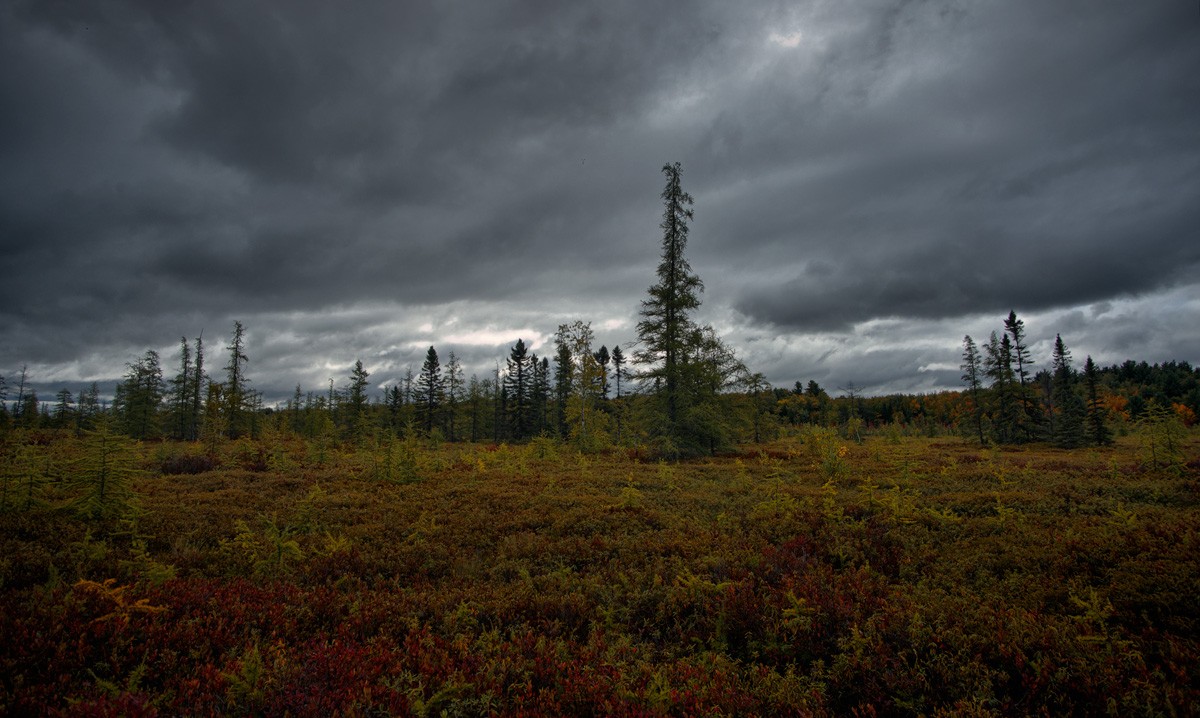 Mer Bleue Bog ( Transparent Autumn)