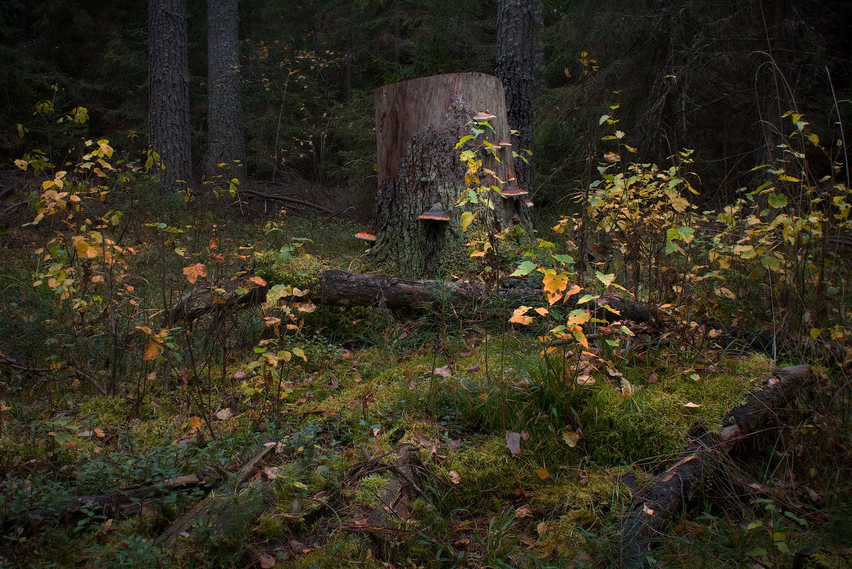 И старый пень...