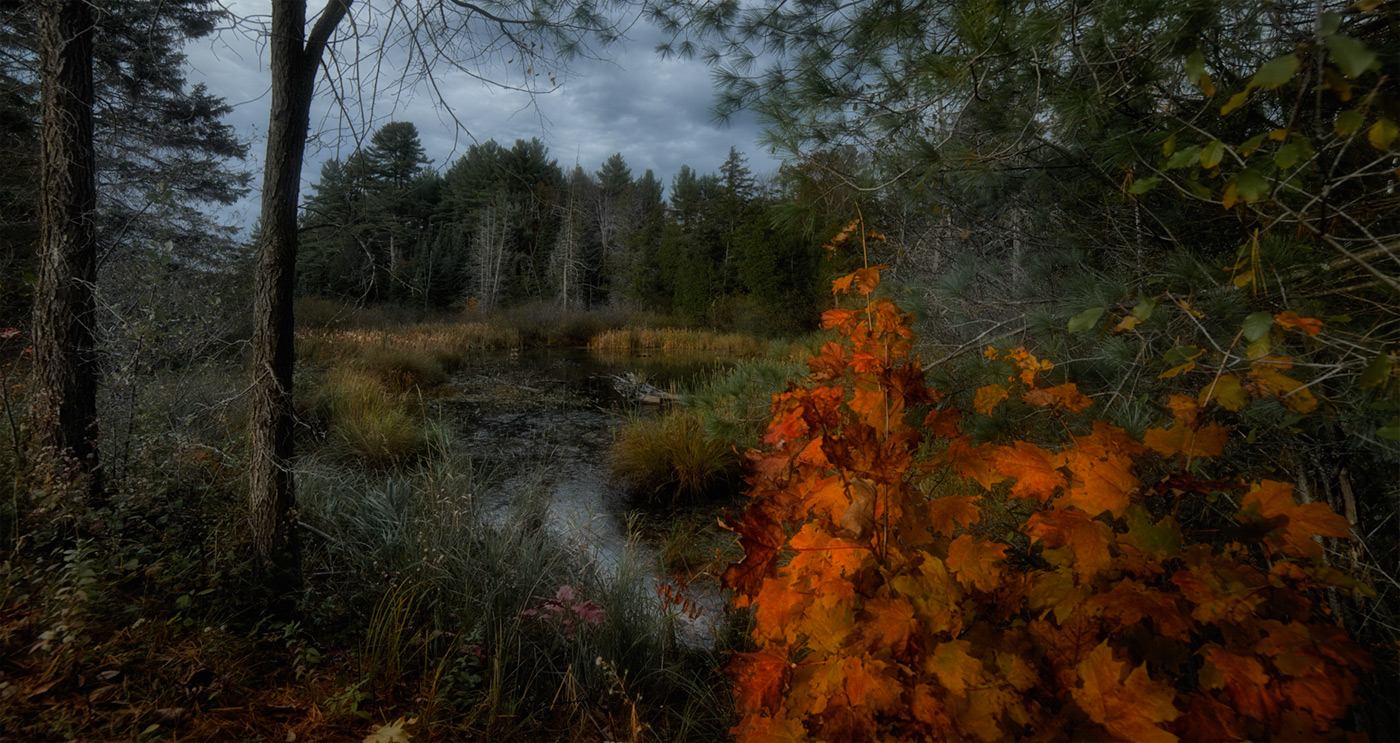 Transparent Autumn (Gatineau Park)