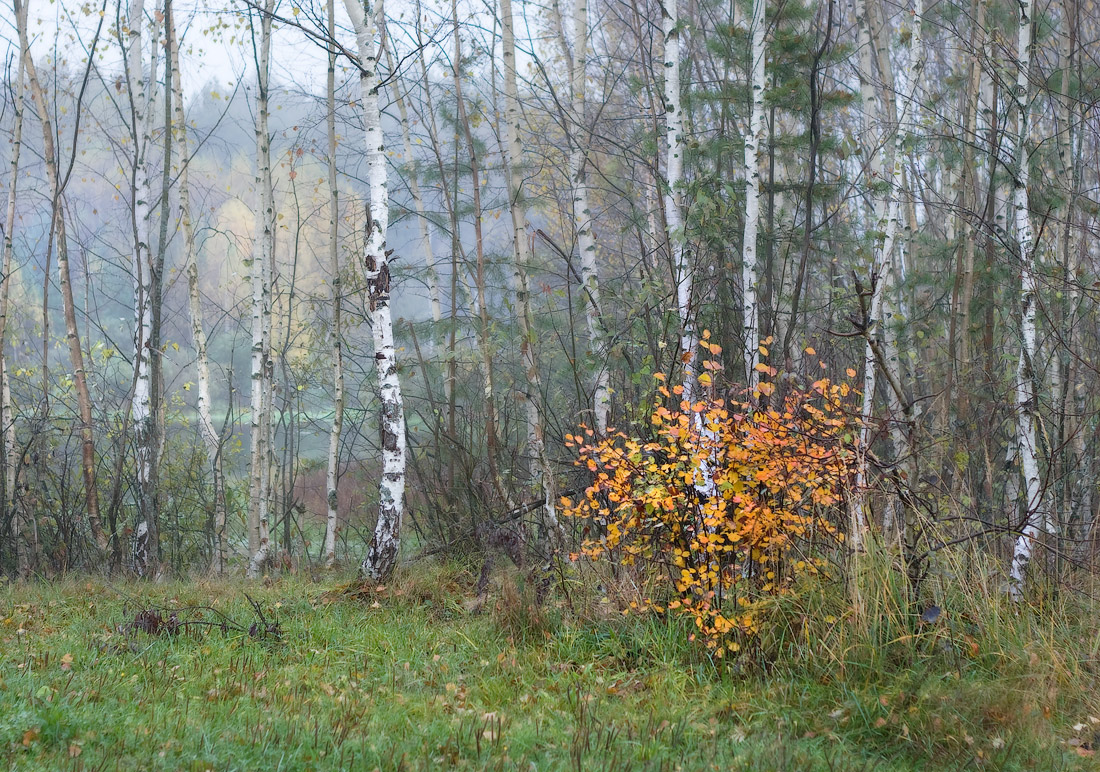 Фрагменты осени