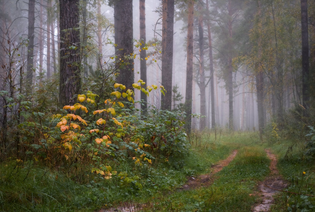 Малина первая отзывается