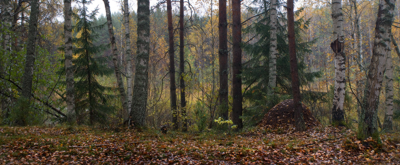 Фронтально