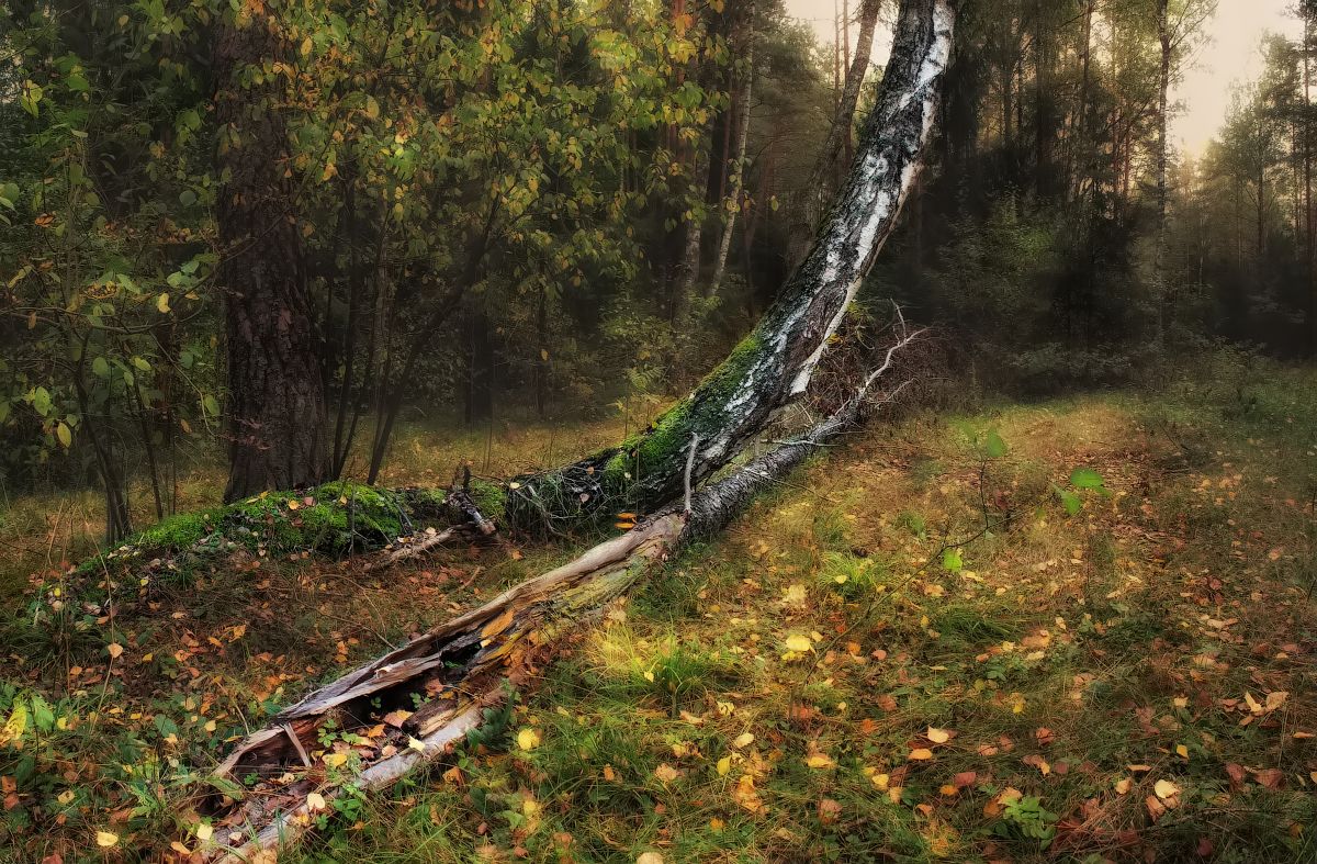 ... про осенний лес