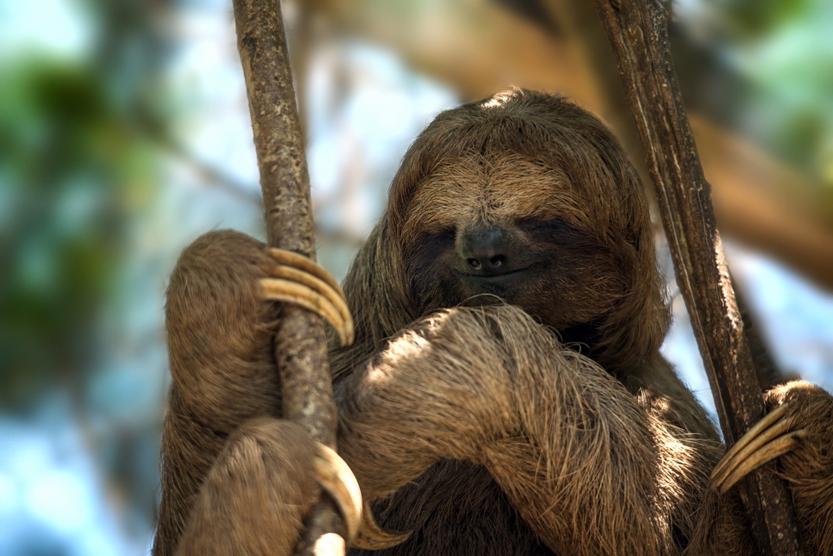 Sloth