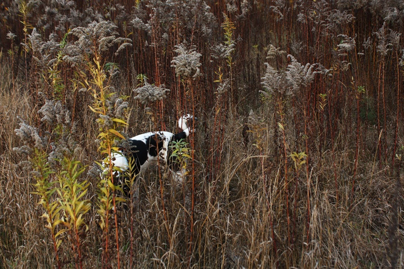 Про собачку