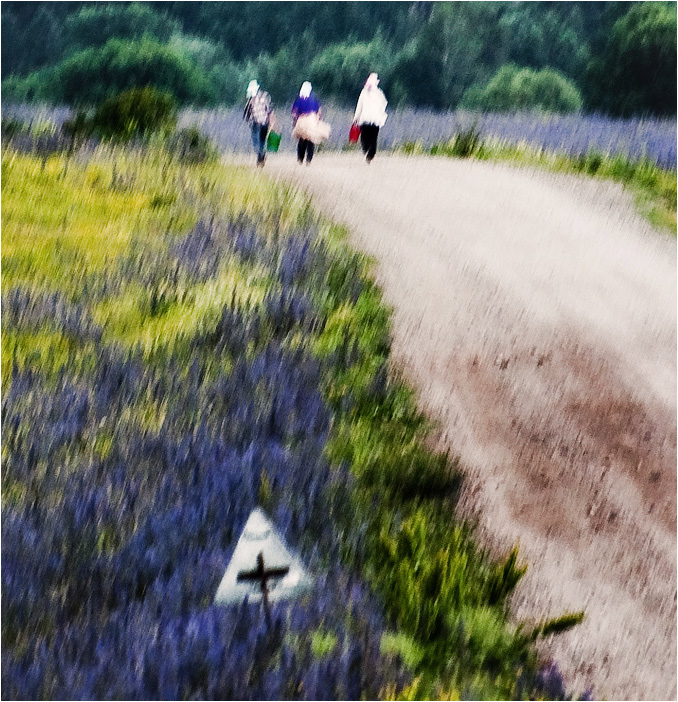 за земляникой