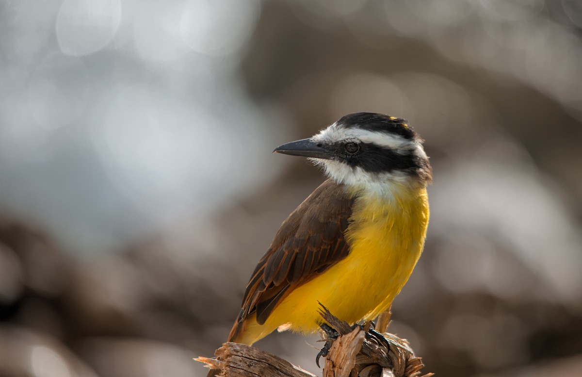 Great Kiskadee