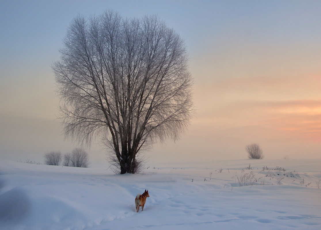 зимнее утро