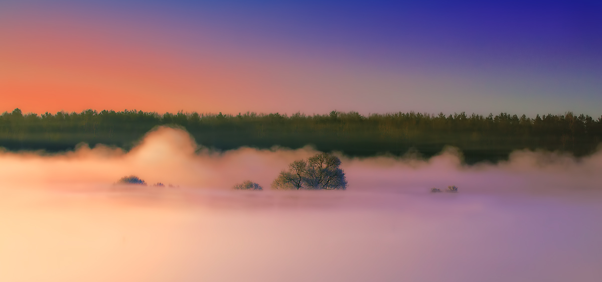 Деревья плывущие к рассвету!