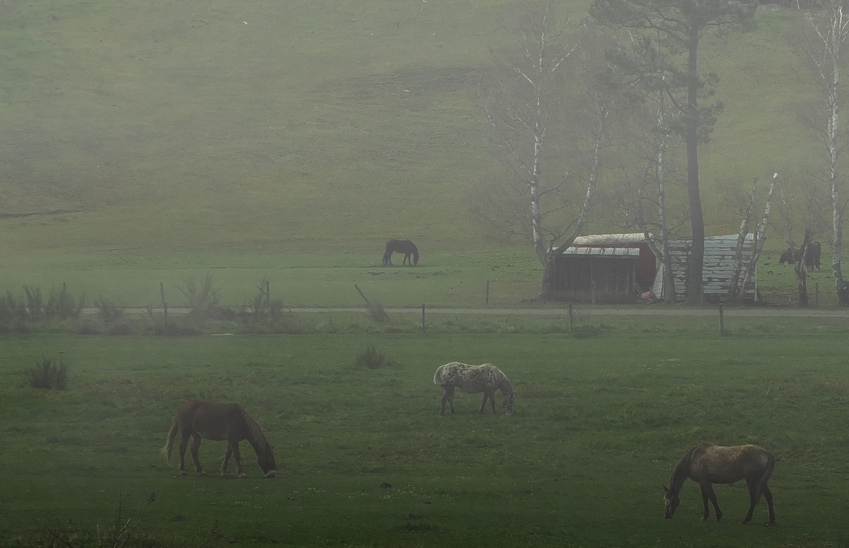 ЖЕРЕБЦЫ В ТУМАНЕ